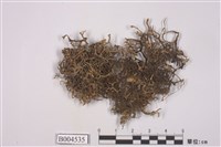 藏品(鬚梅花衣)的圖片